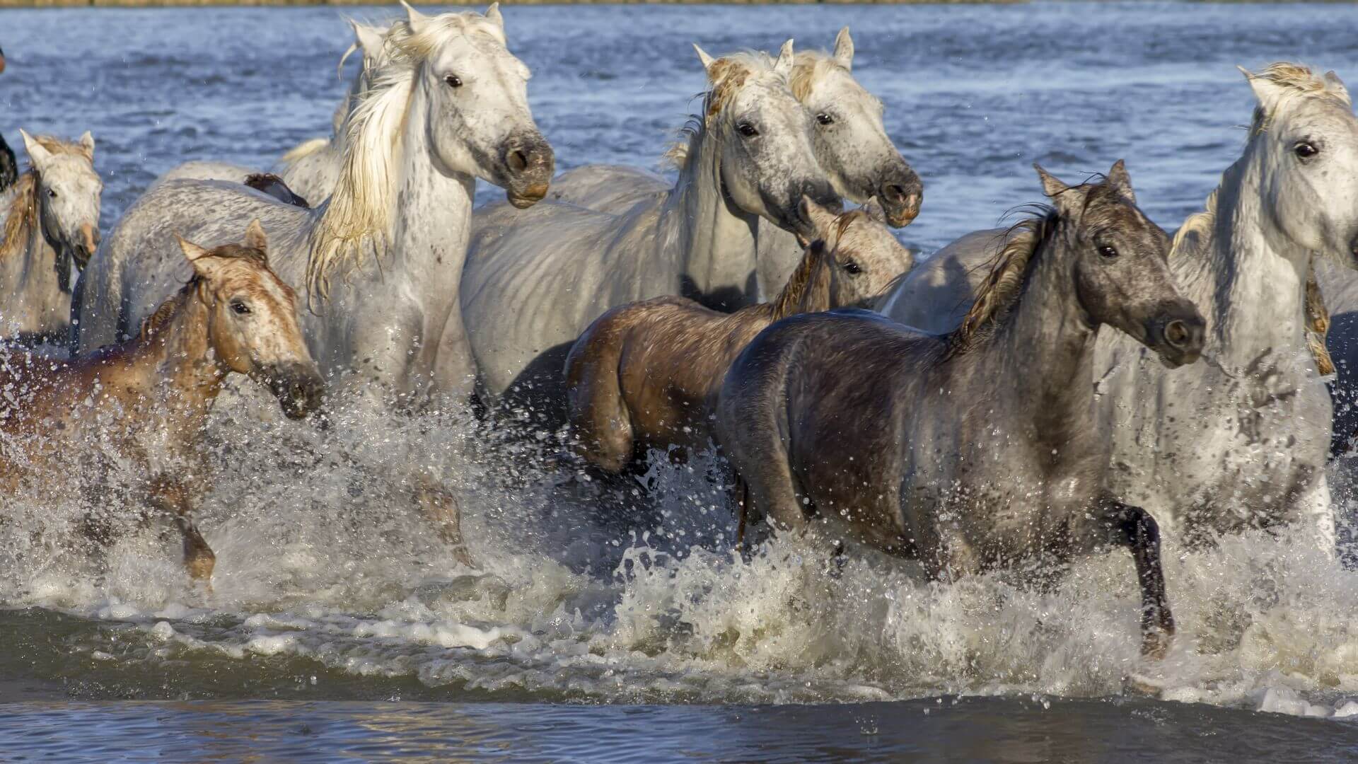 Camargue Regional Nature Park